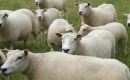 Sheep - The Housemartins - Instrumental MP3 Karaoke Download
