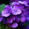 L'amour est un bouquet de violettes