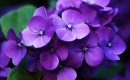 L'amour est un bouquet de violettes - Karaokê Instrumental - Roberto Alagna - Playback MP3