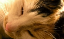 Tout le monde veut devenir un cat - The Aristocats - Instrumental MP3 Karaoke Download