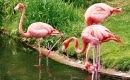 Die letzten flamingos - Instrumental MP3 Karaoke - Michael Larsen