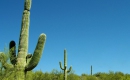 Les cactus - Karaoké Instrumental - Jacques Dutronc - Playback MP3