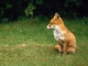 Der letzte fox niestandardowy podkład - Nico Gemba