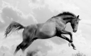 Wild Horses - Gino Vannelli - Instrumental MP3 Karaoke Download