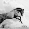 Karaoké Wild Horses Gino Vannelli