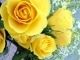18 Yellow Roses kustomoitu tausta - Bobby Darin