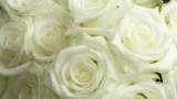 Paper Roses