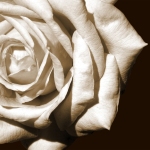 Karaoké Les roses blanches Michèle Torr