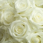 Roses blanches de Corfou Karaoke Nana Mouskouri