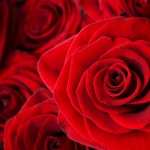 Karaoké Red Roses for My Lady Engelbert Humperdinck