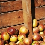 Karaoké Beiß nicht gleich in jeden Apfel Wencke Myhre