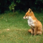 Karaoké The Fox Ylvis
