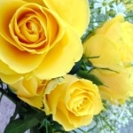 18 Yellow Roses Karaoke Marty Robbins