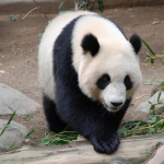 Karaoké Panda Desiigner