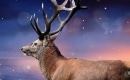 Reindeer(s) Are Better Than People - Karaoke MP3 backingtrack - Frozen 2