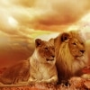 Karaoké Nous sommes un The Lion King 2