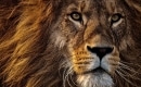 He Lives in You - The Lion King 2 - Instrumental MP3 Karaoke Download