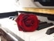 MP3 instrumental de The Rose Song - Canción de karaoke