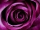 Playback MP3 Days of Wine and Roses - Karaoké MP3 Instrumental rendu célèbre par Tony Bennett