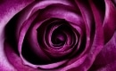 Days of Wine and Roses - Karaoke Strumentale - Tony Bennett - Playback MP3
