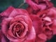 Playback personnalisé Bouquet de roses - Christophe Maé