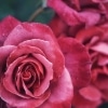 Bouquet de roses Karaoke Christophe Maé