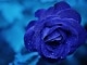 Pista de acomp. personalizable Bright Blue Rose - Christy Moore