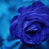 Bright Blue Rose Karaoke Christy Moore
