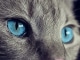 Playback MP3 Stray Cat Strut - Karaokê MP3 Instrumental versão popularizada por The Stray Cats