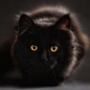 Karaoké Un gato en la oscuridad (Un gato en Blu) Roberto Carlos