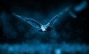 Night Owl - Karaoke MP3 backingtrack - Gerry Rafferty