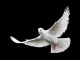 Le chant des colombes kustomoitu tausta - Amel Bent
