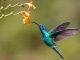 Hummingbird individuelles Playback Maren Morris