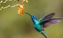 Hummingbird - Instrumental MP3 Karaoke - Maren Morris