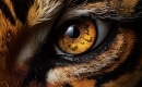 Karaoke de Eye of the Tiger - Survivor - MP3 instrumental