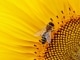 Bumblebee custom backing track - ABBA