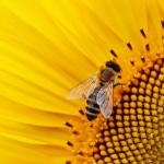 Karaoké Bumblebee ABBA