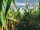 Corn base personalizzata - Blake Shelton
