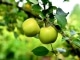 Little Green Apples kustomoitu tausta - Roger Miller
