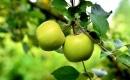 Karaoke de Little Green Apples - Roger Miller - MP3 instrumental