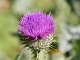 Flower of Scotland niestandardowy podkład - The Corries