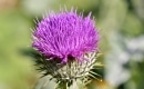 Flower of Scotland - Instrumentaali MP3 Karaoke- The Corries