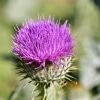Flower of Scotland (live)