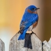 Kentucky Bluebird