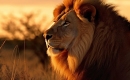 Karaoke de One of Us - El rey león 2: el tesoro de Simba - MP3 instrumental