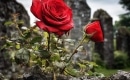 Red Is the Rose - Karaokê Instrumental - Foster & Allen - Playback MP3