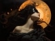 Instrumentaali MP3 Sleeping Sun - Karaoke MP3 tunnetuksi tekemä Nightwish