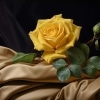 A Single Yellow Rose