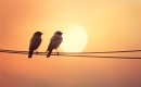 Two Birds - Backing Track MP3 - Regina Spektor - Instrumental Karaoke Song