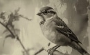 Little Sparrow - Instrumentaali MP3 Karaoke- Dolly Parton